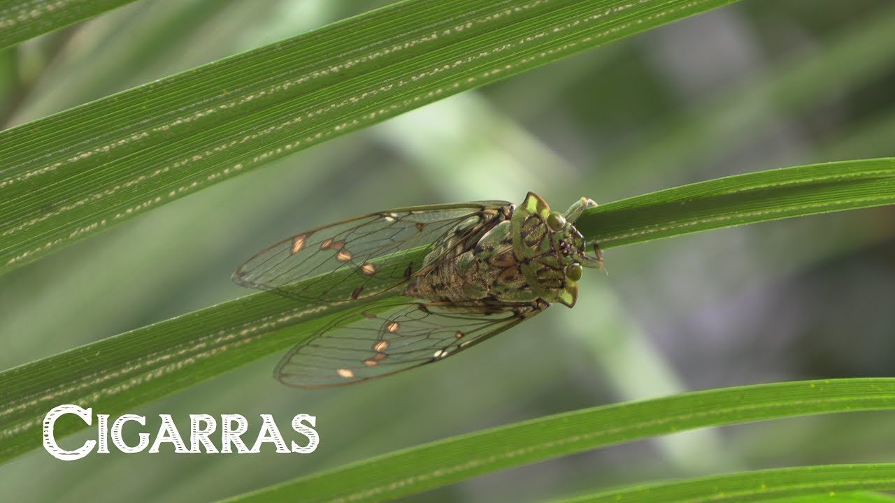 Cigarras, um ciclo de vida curioso e pouco conhecido.