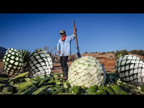 Amazing Agriculture Technique-Giant Pineapple Tequila Agave Harvesting And Production