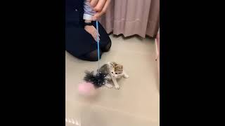 [問題/醫療]六個月小貓頸椎壓迫神經過程及請益