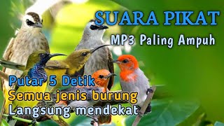 Download lagu SUARA PIKAT TRUCUKAN & SEMUA JENIS BURUNG KECIL mp3 Download lagu SUARA PIKAT TRUCUKAN & SEMUA JENIS BURUNG KECIL mp3