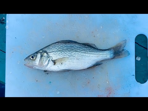 How to Fillet White Perch!! - QUICK and EASY