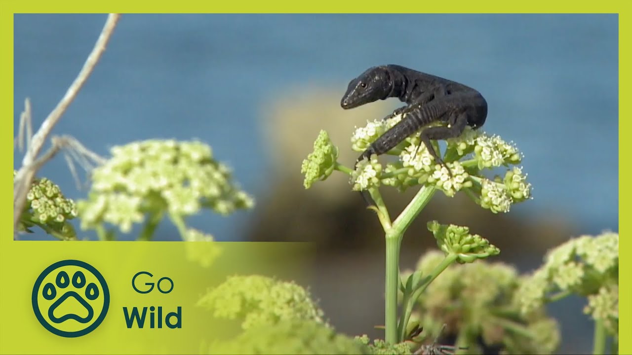 Evolution in Isolation | Go Wild