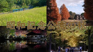 昭和記念公園の秋