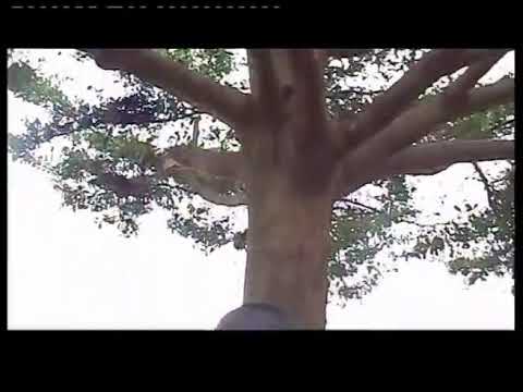 AGYA Amposah (Bayie Kwasia)😡😡