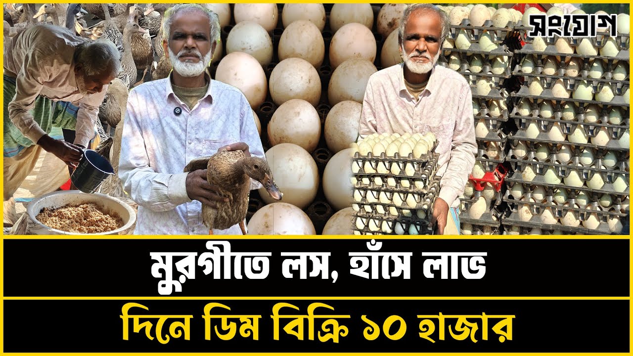 ব্রয়লার লেয়ারে সর্বস্বান্ত, হাঁস পালনে ভাগ্য বদল!