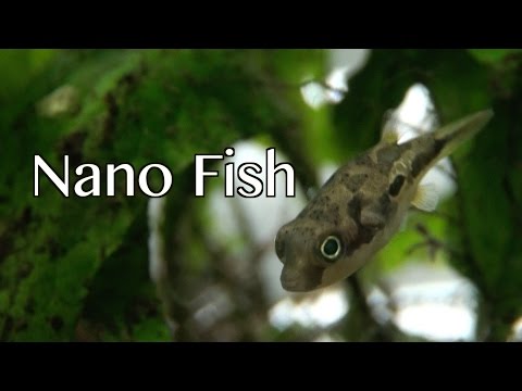 Nano Fish