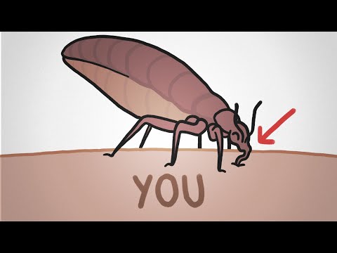 Bedbugs. Seriously!?