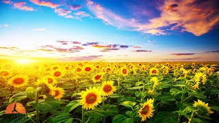 Download lagu 💜Angelic 528Hz Morning Tunes - Start Your Day With Peaceful Healing and Uplifting Music mp3