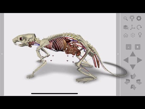3D Rat Anatomy Video