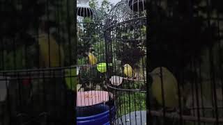 Download lagu PLECI GACOR MENTAL BAJA #masteranjernih #kicaumania #hobiburung #burung #birds #pleci #plecimania mp3 Download lagu PLECI GACOR MENTAL BAJA #masteranjernih #kicaumania #hobiburung #burung #birds #pleci #plecimania mp3