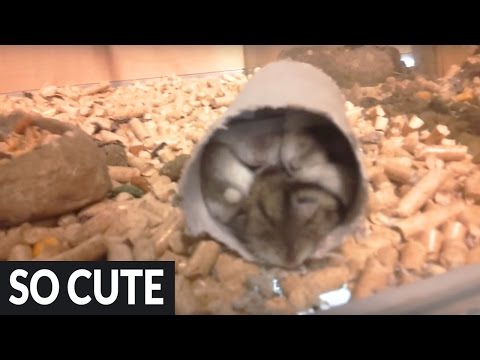 VIDEO OF THE DAY: How many hamsters can you fit into a toilet roll?