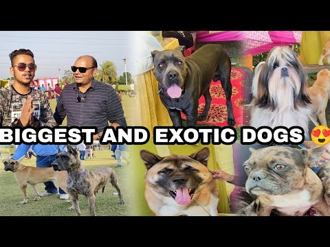 Biggest and exotic dog breeds  in Ludhiana dog show 2022 😱 Meet up with @DogsYourFriendsForever