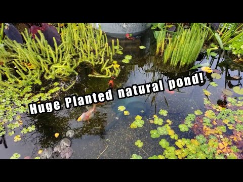 Huge Fancy goldfish pond collection! Rate my tank- Pond edition!