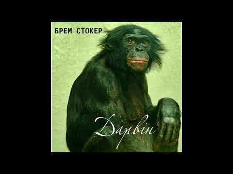 Брем Стокер - Дарвін 2011