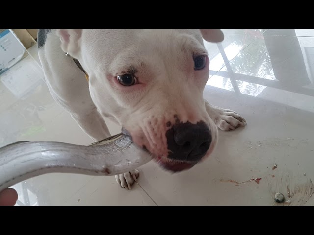 Oliang and nomyen the pit bulls eat raw silverhair sword fish [ASMR]