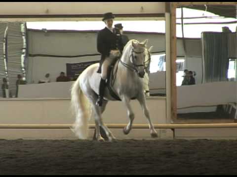 Frances & and Her Grand Prix Andalusian Stallion Fino Winning Their Freestyle