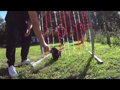 Hundeschule Struppie Hagen im Bremsichen