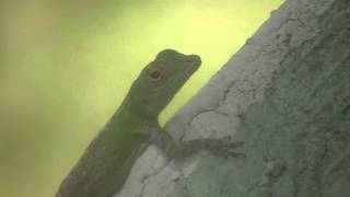 preview picture of video 'lizards in Samana area, Dominican Republic'
