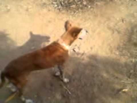 msnnetwork .this dog death in 08/04/2013