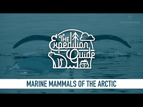 Arctic marine mammals