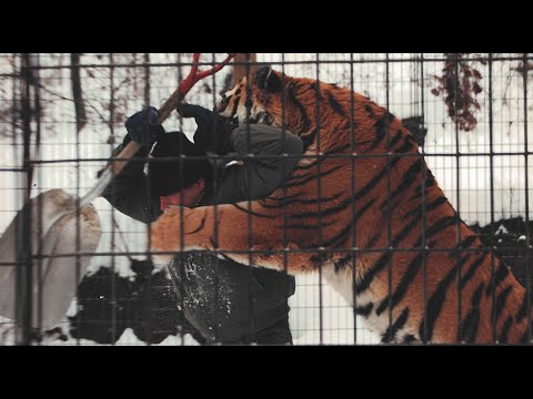 Minnesota Tiger Man (Official Trailer)