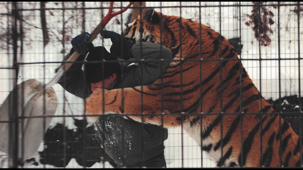 Minnesota Tiger Man (Official Trailer)