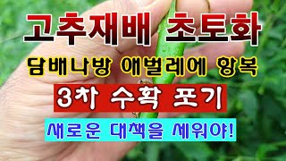 [텃밭농부 2,050]  고추재배 폭망. 담배나방 애벌레에 항복! 다른 대책을 세워야. #고추재배