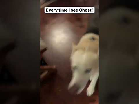 My heart is so full when I see Ghost!