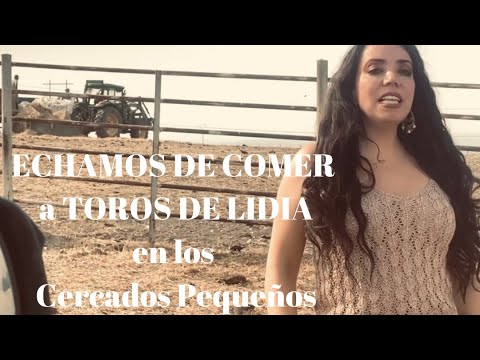 ✅ECHAMOS DE COMER a LOS TOROS DE LIDIA en los Cercados Pequeños