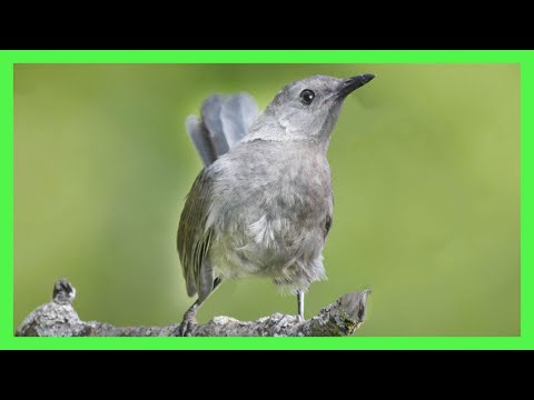Drozdec mačací (Dumetella carolinensis) — správanie, biotop a hlas