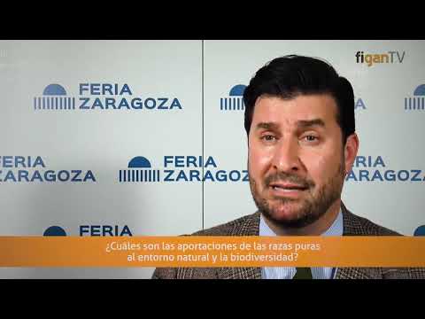 Interview with Manuel Luque from FEAGAS in Figan 2