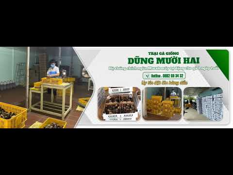  GÀ TRE, GÀ NÒI LAI - CUNG CẤP SỈ LẺ TOÀN QUỐC - TRẠI GÀ DŨNG 12