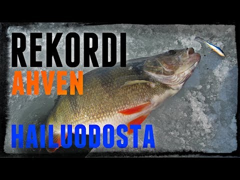 40 cm ahven Hailuodosta