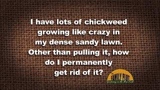 Q&A - How do I kill chickweed in my grass?