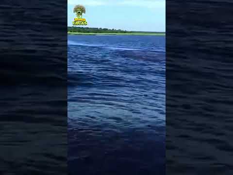 Lucky Man Survived Hippo Attack - Caught On Camera #shorts