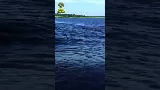 Lucky Man Survived Hippo Attack - Caught On Camera #shorts