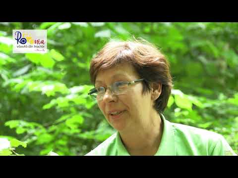 Valea Fagilor din Luncavița, o rezervație unică în România