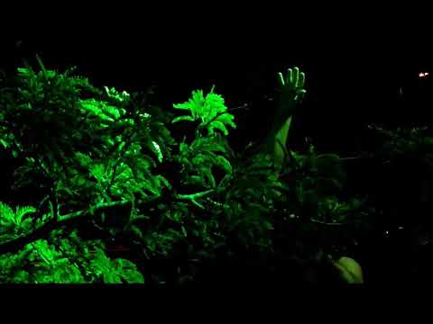 La Tendresse - Symphonie Confinée (Valentin Vander)