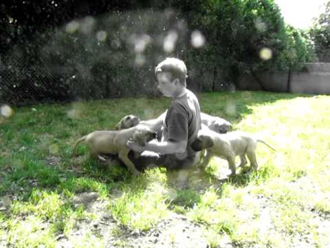 download lagu mp3 mp4 Helmlake Great Danes, download lagu Helmlake Great Danes gratis, unduh video klip Helmlake Great Danes