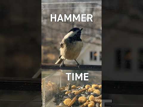 SEED BUSTERS! How Hungry Birds Open Seeds #birdfeeding #finches #birds #wildlife
