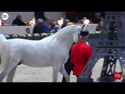 N.135 ATIUS O - Paris 2018 - Senior Stallions (Class CM 6A)