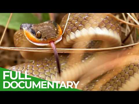 Wild Southern Africa Episode 3 Wild Coasts