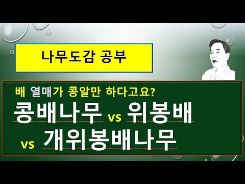 , title : '콩배나무 vs 위봉배 vs 개위봉배나무 vs 배나무 : 차이점'