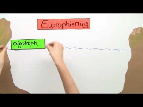 Eutrophierung eines Sees | Biologie | Ökologie