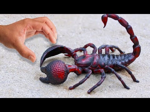 Lauf weg, wenn du einen Skorpion wie diesen siehst! Die furchtbarsten Skorpione der Welt