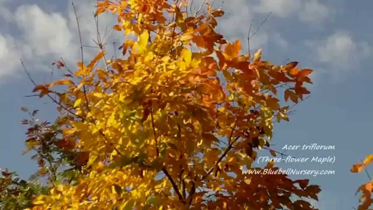 Acer triflorum (Three-flower Maple) - YouTube