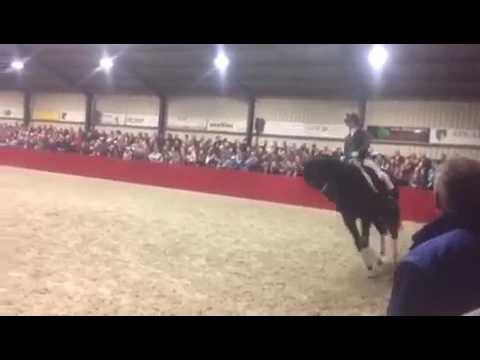 Hengst It's a Pleasure