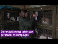 Dierenasiels vrezen dumpingen en tekort aan vrijwilligers door coronacrisis