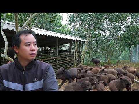 Johnny moved the wild boar to the new farm.