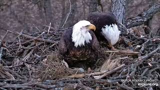 Decorah North🦅  Mr North got to see both eggs (explore.org 02 18 2024)